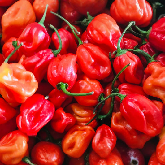 250mg Habanero Caribbean Red Hot Pepper Seeds Capsicum chinense | Spicy, High Yield, Non-GMO, Perfect for Salsas, Sauces, and Gardening