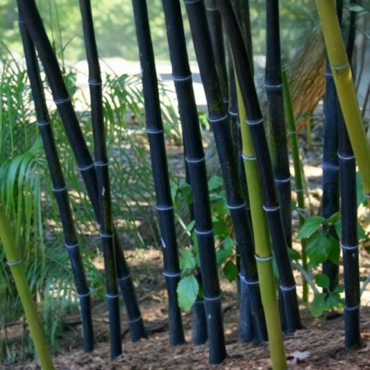2 Live Bare Root Rhizomes Black Timber Bamboo, Phyllostachys nigra, Hardy Ornamental Bamboo, Fast-Growing