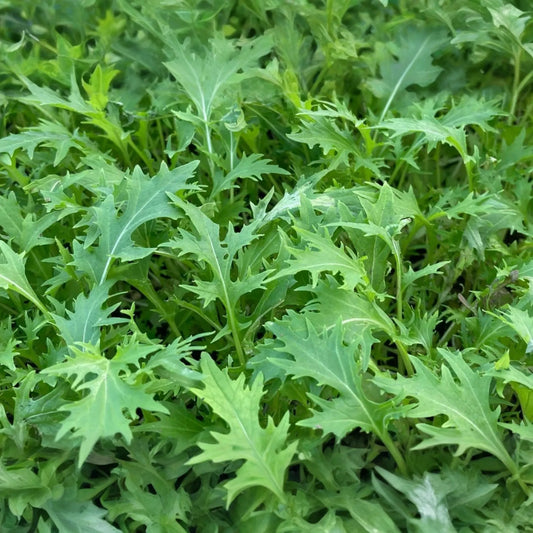 500mg Mizuna Spinach Early Seeds Brassica rapa | Nutritious, Fast-Growing, Mild Flavor, Non-GMO, Edible Greens for Salad