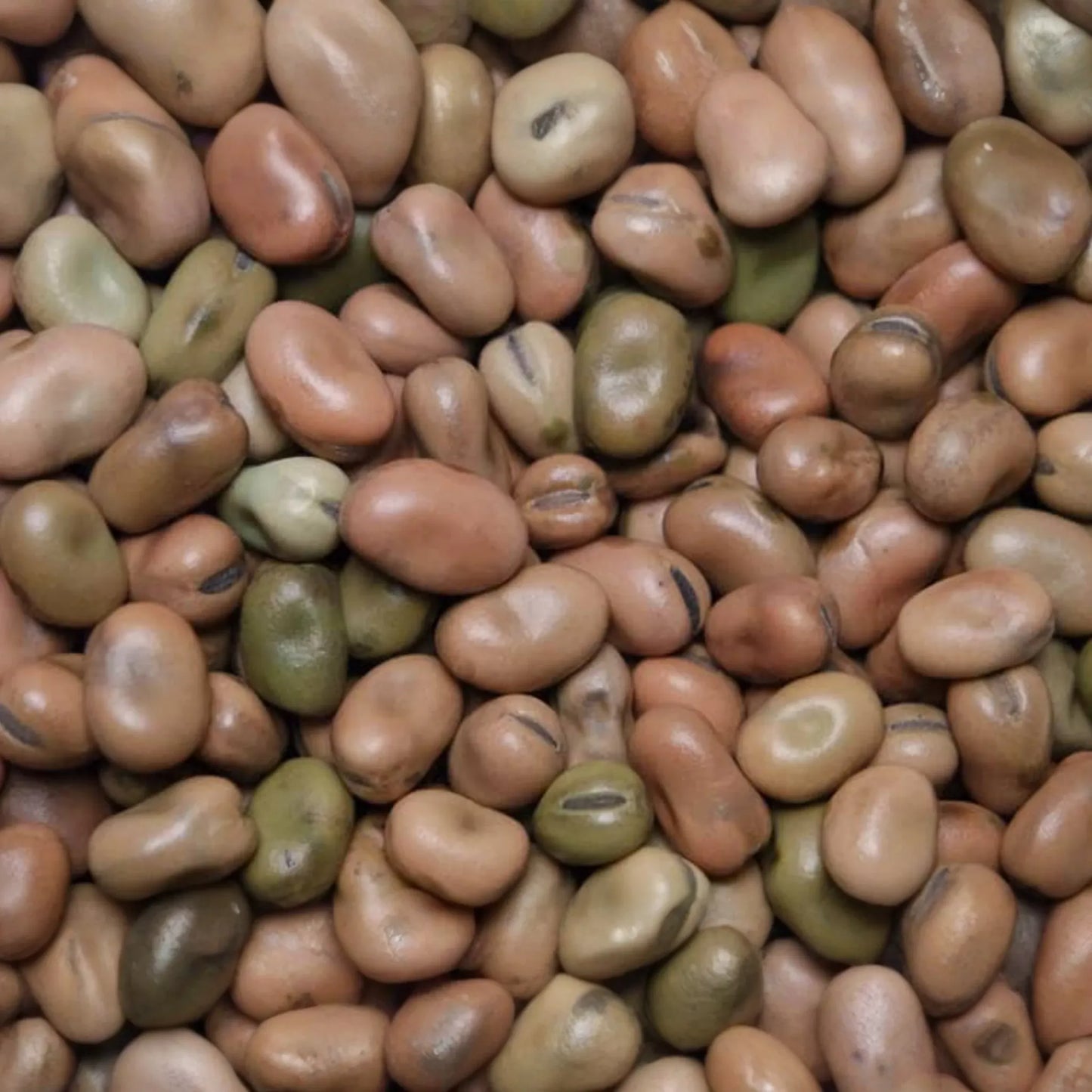 5g Fava Bean Seeds Vicia faba | Heirloom Broad Beans for Planting | Nutritious Cool-Season Vegetable