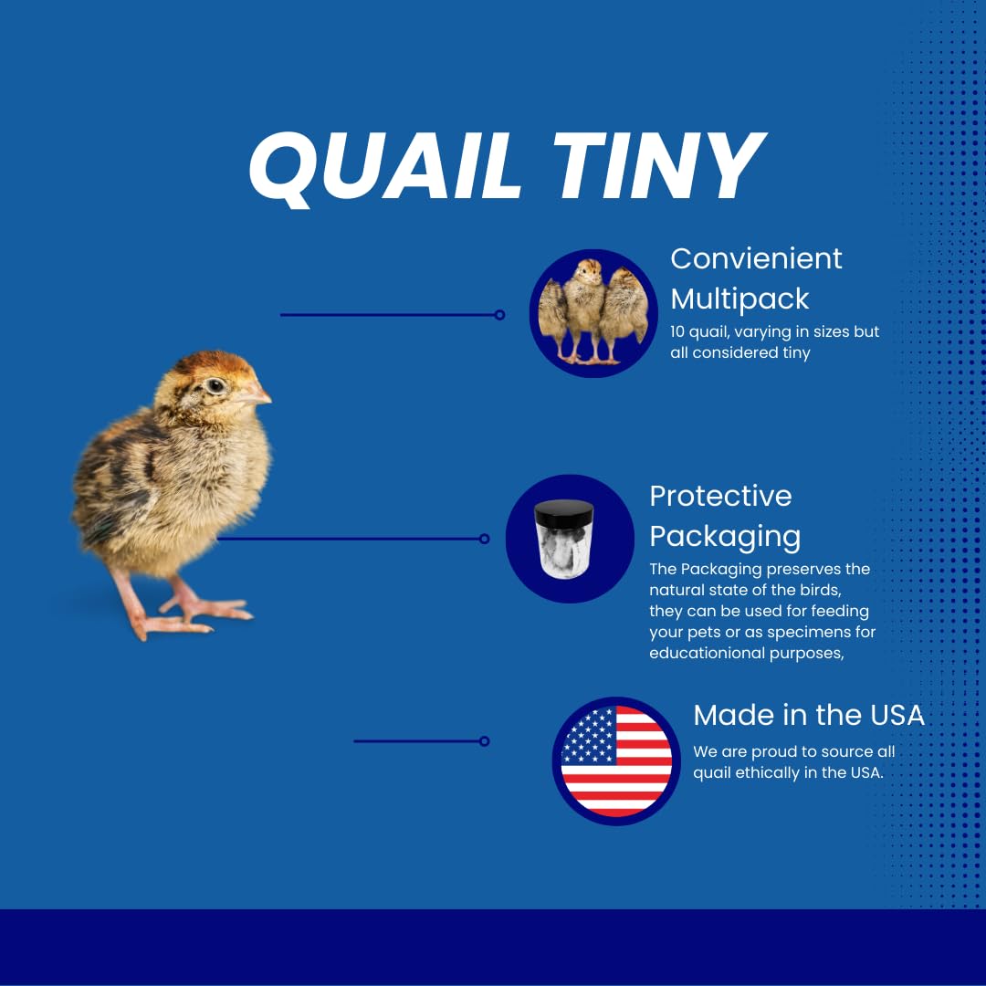 Quail Whole Chick Treats, 10 Count - Tiny, dehydrated Small Premium cat and Dog Treat