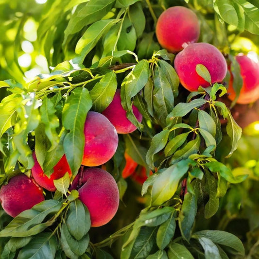 1 Bare Root Red Skin Peach Tree (Prunus persica) 2-3 Ft Tall Live Fruit Tree Ready to Plant