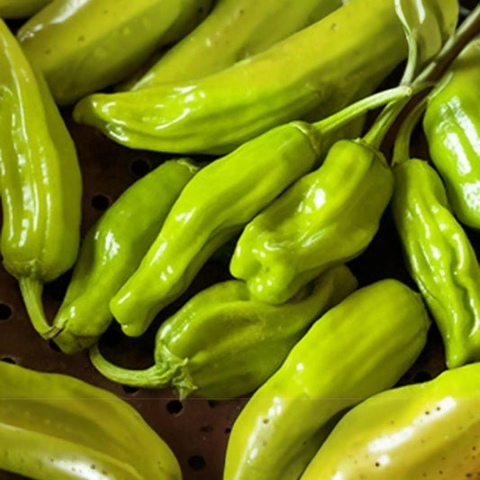 250mg Pepperoncini Italian Sweet Pepper Seeds Capsicum annuum | Non-GMO, Mild Flavor, High Yield, Perfect for Pickling, Easy to Grow