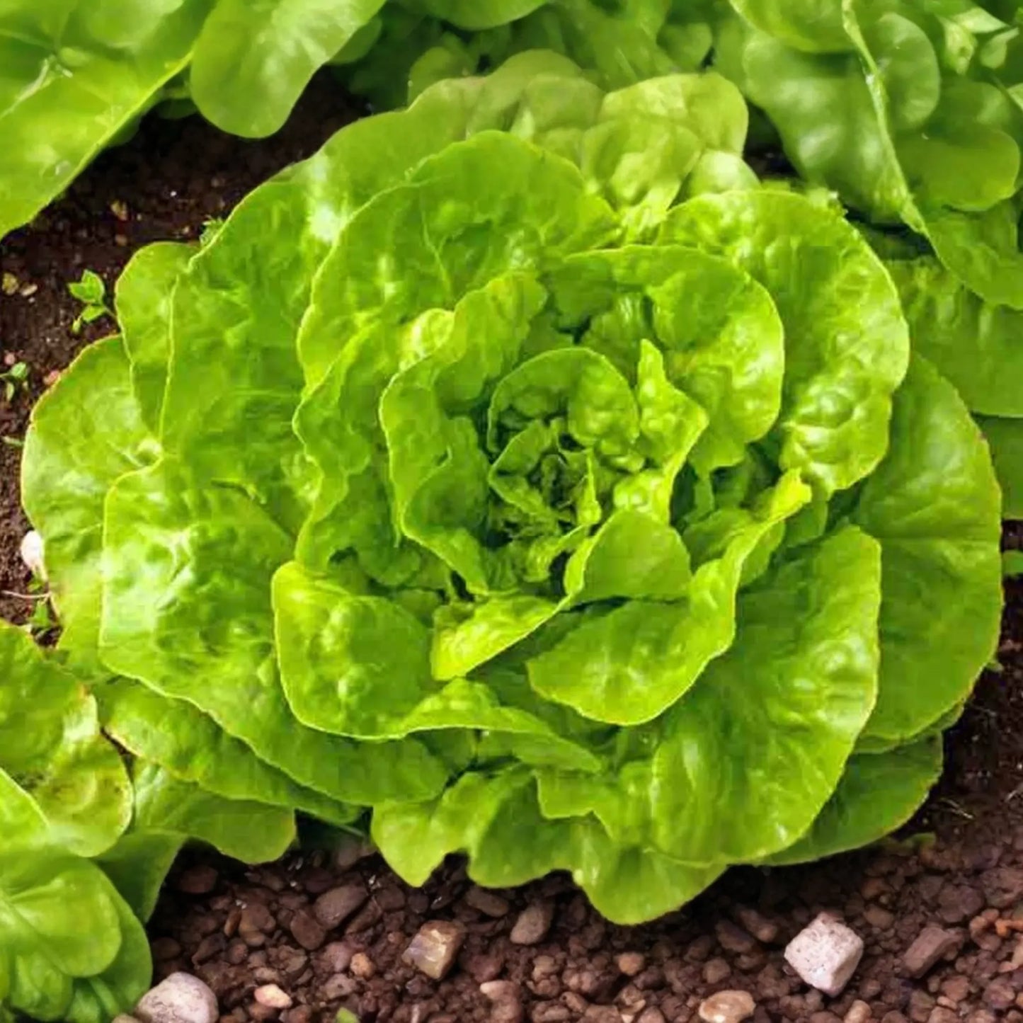 Romaine Lettuce Seeds - 1200+ Non-GMO Red Leaf Heirloom Seeds for Vegetable Garden - Great for Home Gardening
