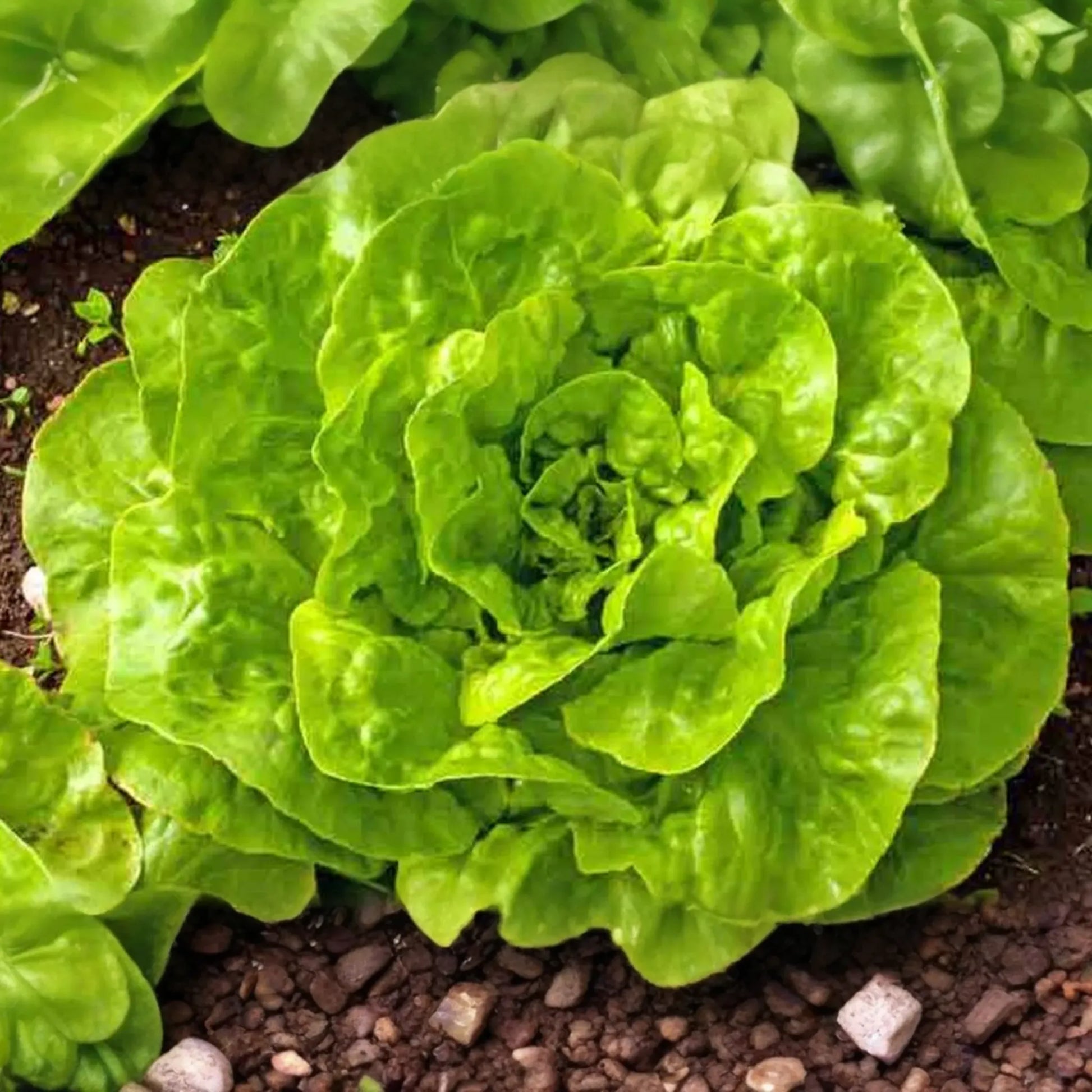 Romaine Lettuce Seeds - 1200+ Non-GMO Red Leaf Heirloom Seeds for Vegetable Garden - Great for Home Gardening
