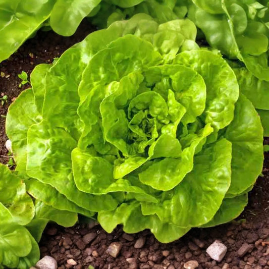 Romaine Lettuce Seeds - 1200+ Non-GMO Red Leaf Heirloom Seeds for Vegetable Garden - Great for Home Gardening