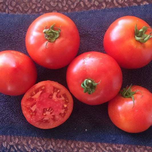 100mg Tomato VR Moscow Seeds Solanum lycopersicum | Heirloom, Disease-Resistant, Non-GMO, Sweet Flavor, High Yield, Easy to Grow