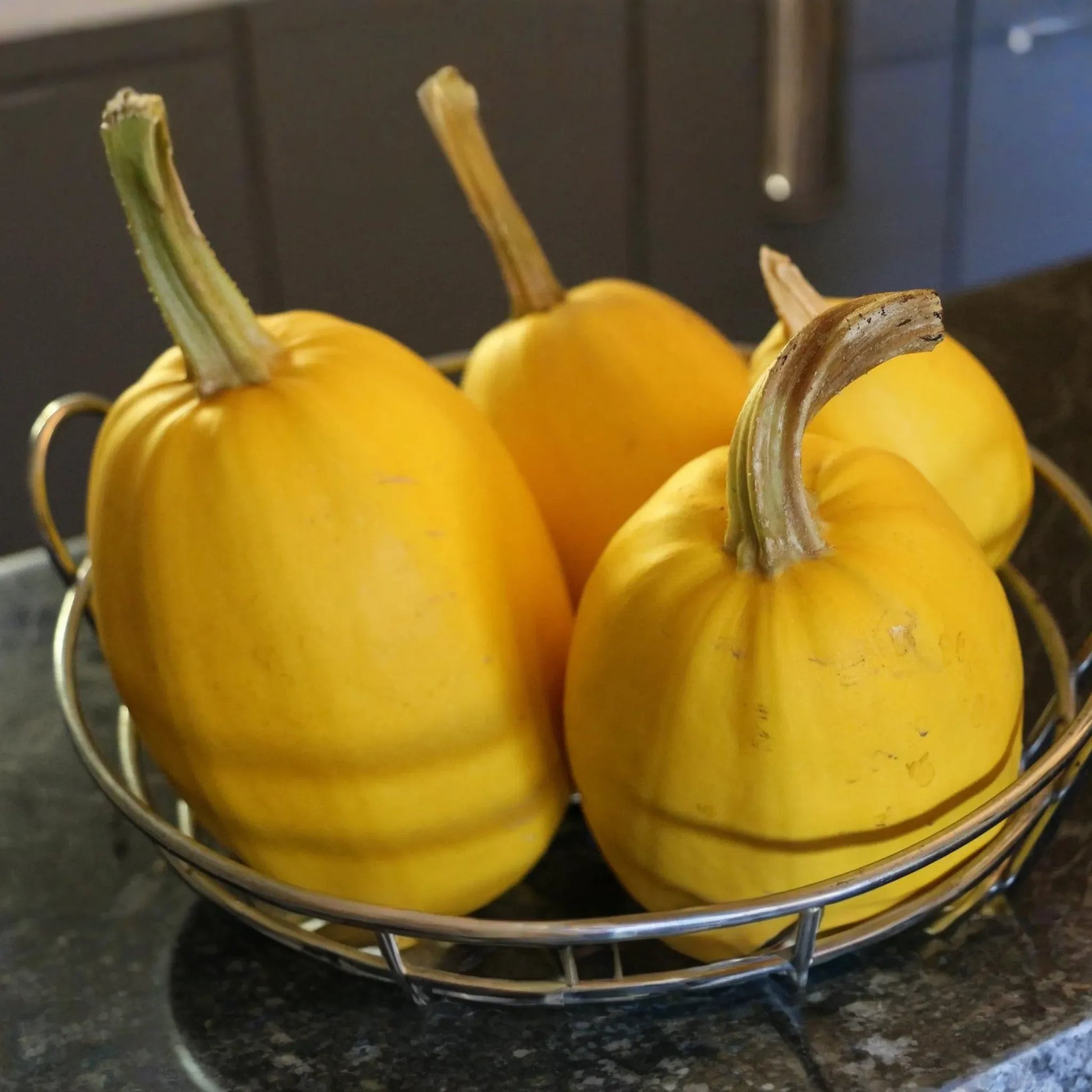 1g Vegetable Spaghetti Winter Squash Seeds Cucurbita pepo | Non-GMO, Low-Carb Pasta Alternative, Easy to Grow, High Yield, Heirloom Variety