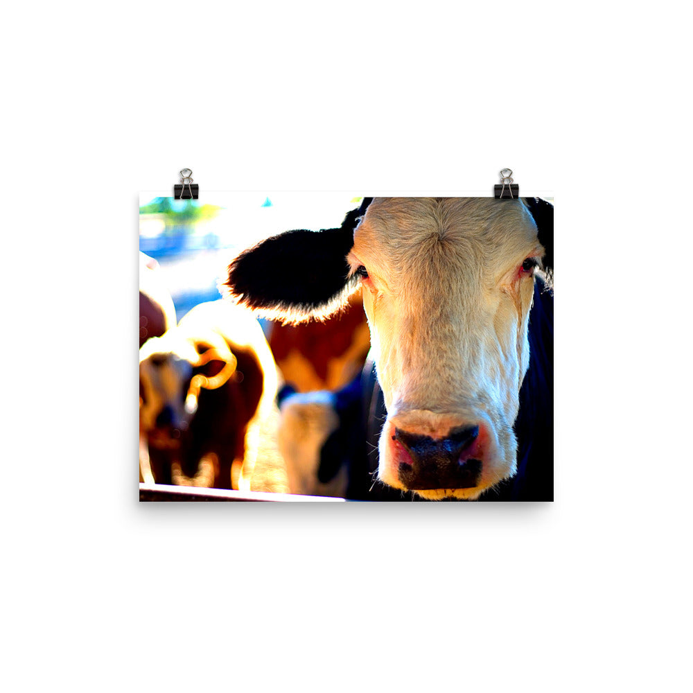 Cow Poster Wall Art Country Ranch Decor