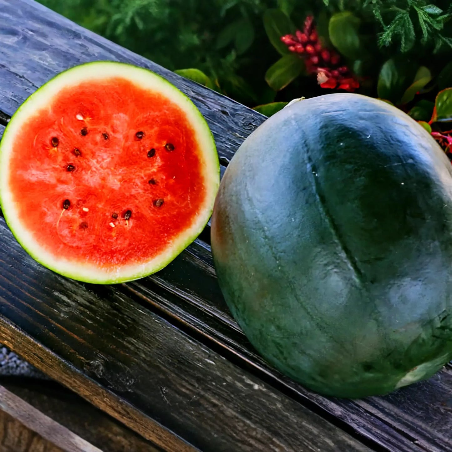 1g Sugar Baby Watermelon Seeds Citrullus lanatus | Heirloom, Sweet Juicy Melons, Non-GMO, Compact Size, Easy Growing, Garden Favorite