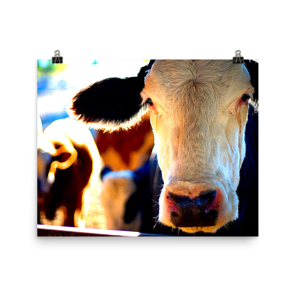 Cow Poster Wall Art Country Ranch Decor