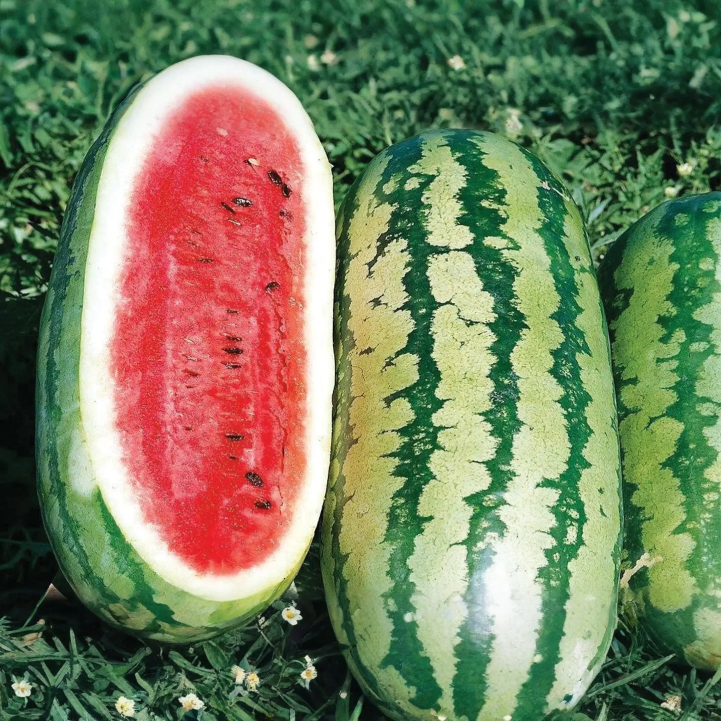 1g Jubilee Watermelon Seeds Citrullus lanatus | Heirloom, Sweet Juicy Melons, Non-GMO, Easy Growing, High Yield, Summer Favorite