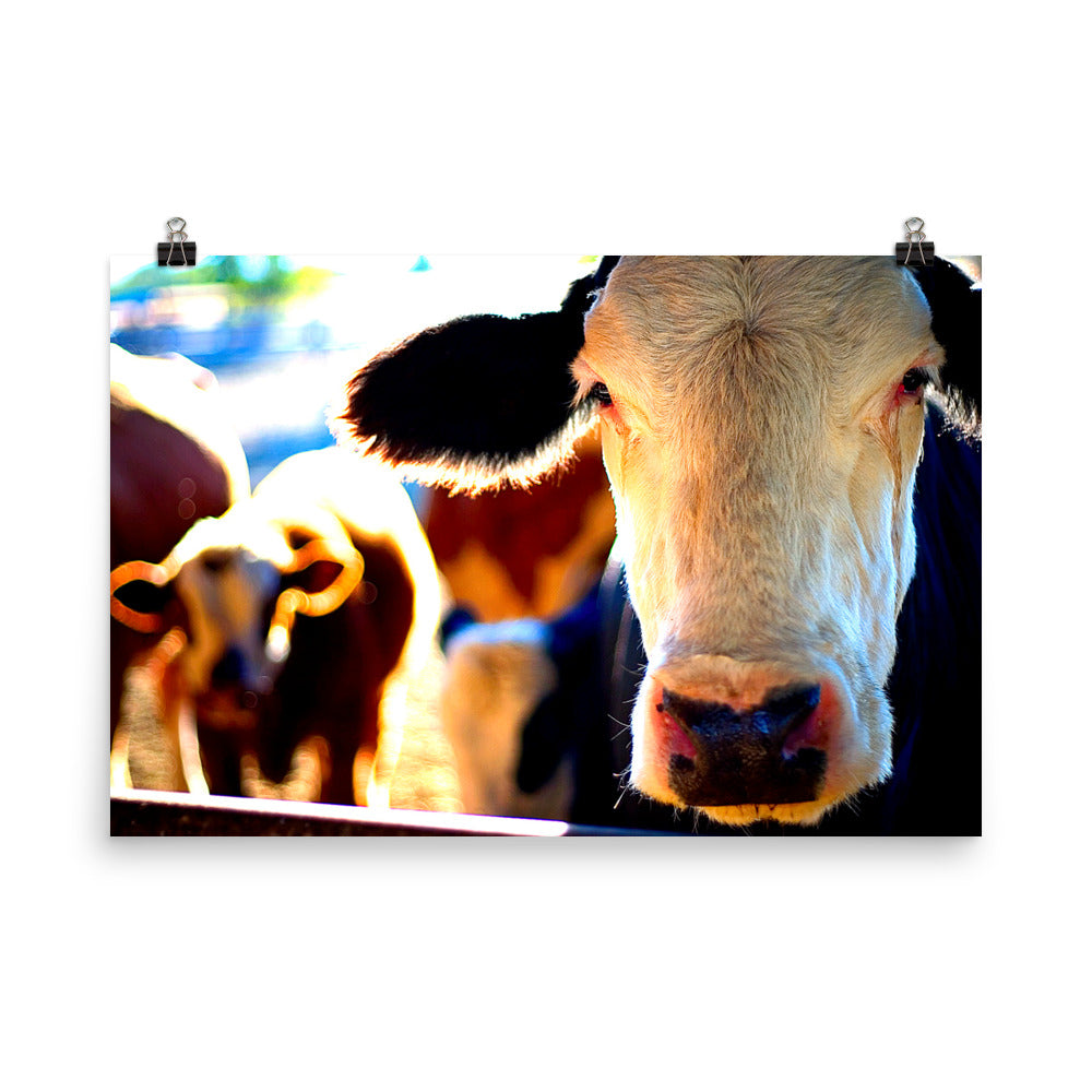 Cow Poster Wall Art Country Ranch Decor