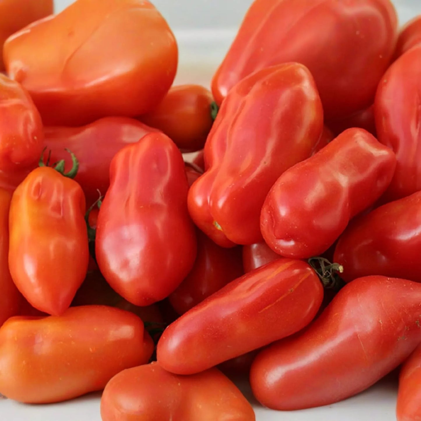 100mg Tomato San Marzano Seeds Solanum lycopersicum | Indeterminate, Heirloom, Non-GMO, Perfect for Sauces, Paste, Canning & Italian Cuisine
