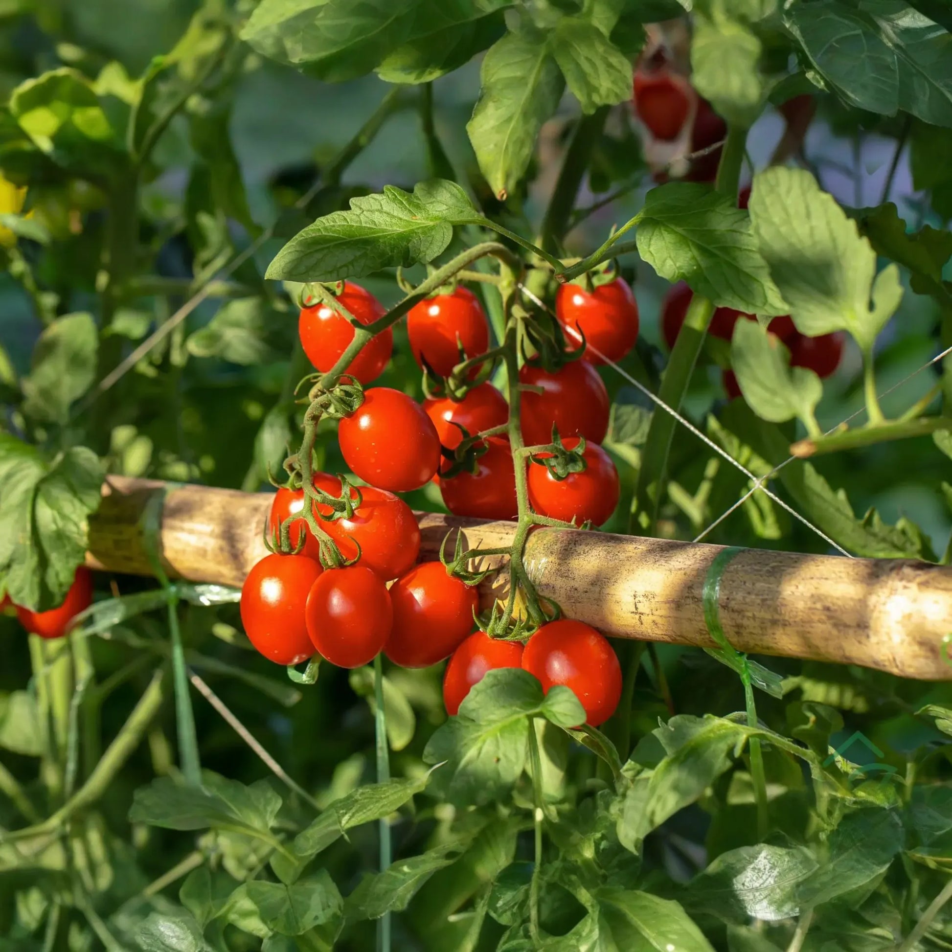 100mg Tomato Red Cherry Seeds Solanum lycopersicum | Heirloom, Juicy Sweet Snack, Non-GMO Vegetable for Salads, Garnishes, & Fresh Eating