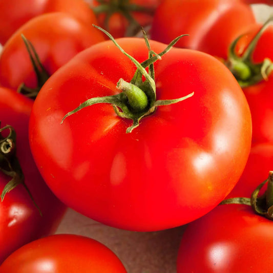 300mg Tomato Beefsteak Seeds Solanum lycopersicum | Heirloom, Juicy & Large Fruits, Non-GMO Vegetable, Perfect for Slicing and Sandwiches