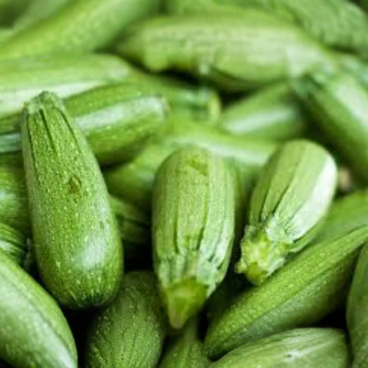 1g Dark Green Zucchini Seeds Cucurbita pepo | High-Yield, Non-GMO Summer Squash, Easy-Grow Vegetable Garden Essential