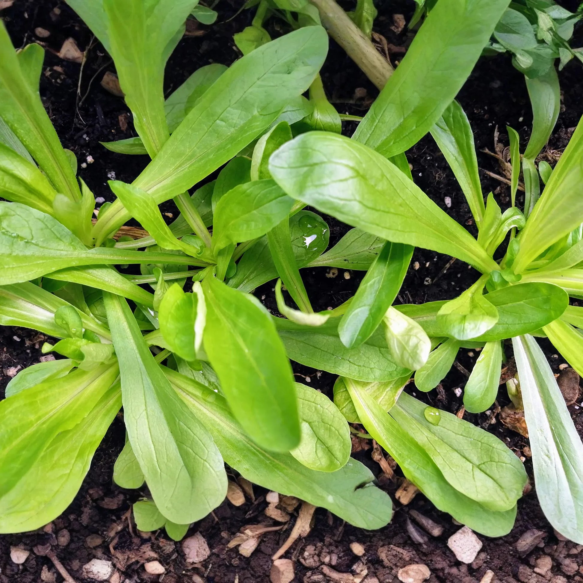 Mache Corn Salad Lettuce Seeds - Non-GMO, Heirloom Variety - Valerianella locusta - Organic Garden Planting Seeds