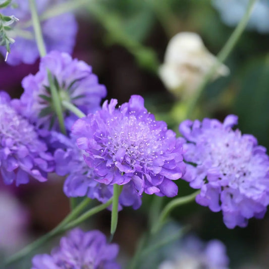 Butterfly Blue Scabiosa Annual Flower 75 Seeds - Scabiosa columbaria - Blue Mum Flower