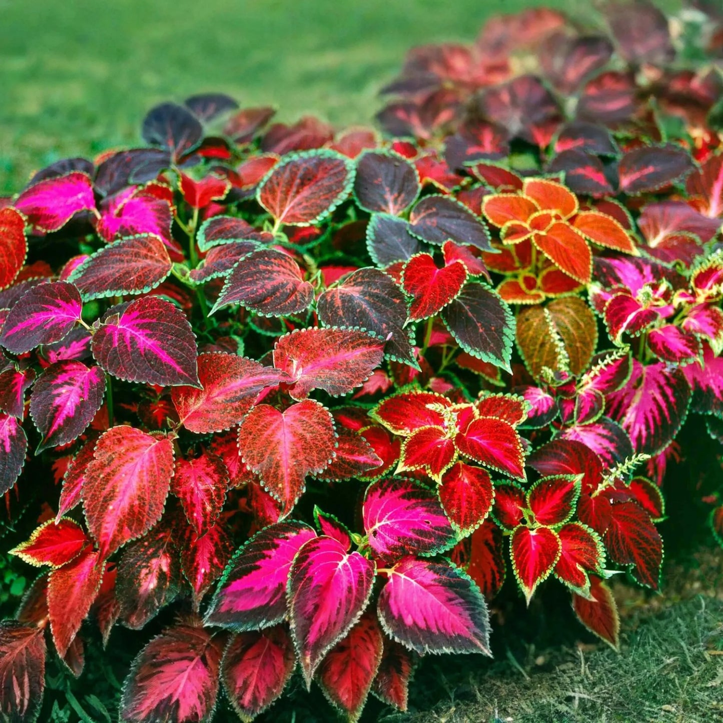 Coleus Flower Plant Seeds Rainbow Mix | Non-GMO Annual Perennial Garden Seeds | Colorful Foliage for Vibrant Gardens