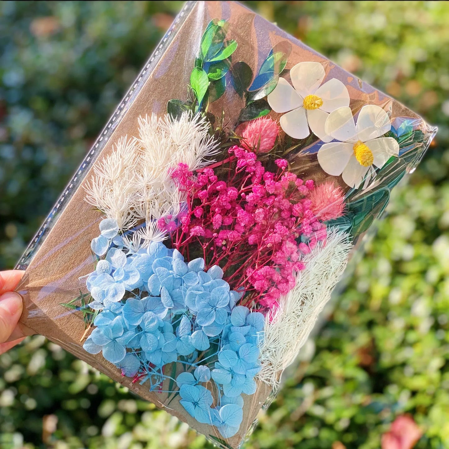 Daisy