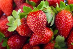 ALBION EVEBEARING STRAWBERRY PLANTS | ALBION STRAWBERRY