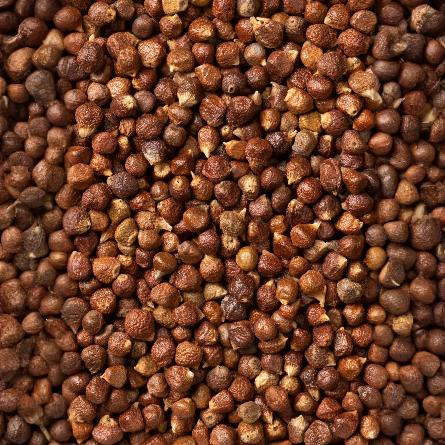 Grains of Paradise (Aframomum melegueta)