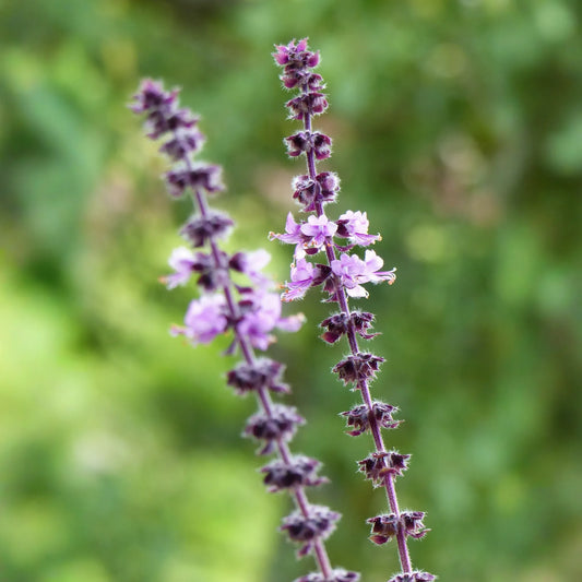African Blue Basil (Ocimum Kilimandscharicum × Basilicum 'Dark Opal')