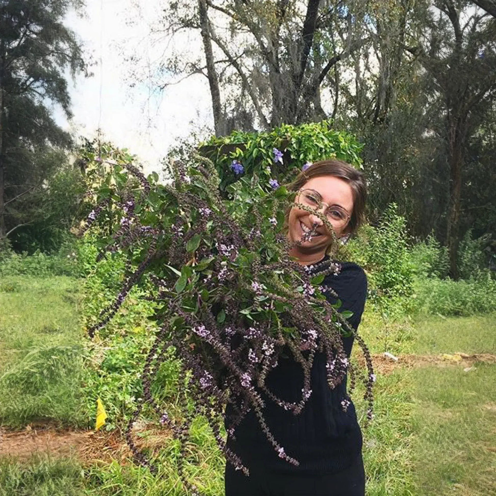African Blue Basil (Ocimum Kilimandscharicum × Basilicum 'Dark Opal')