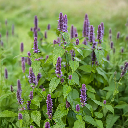 Anise Hyssop (Agastache foeniculum)