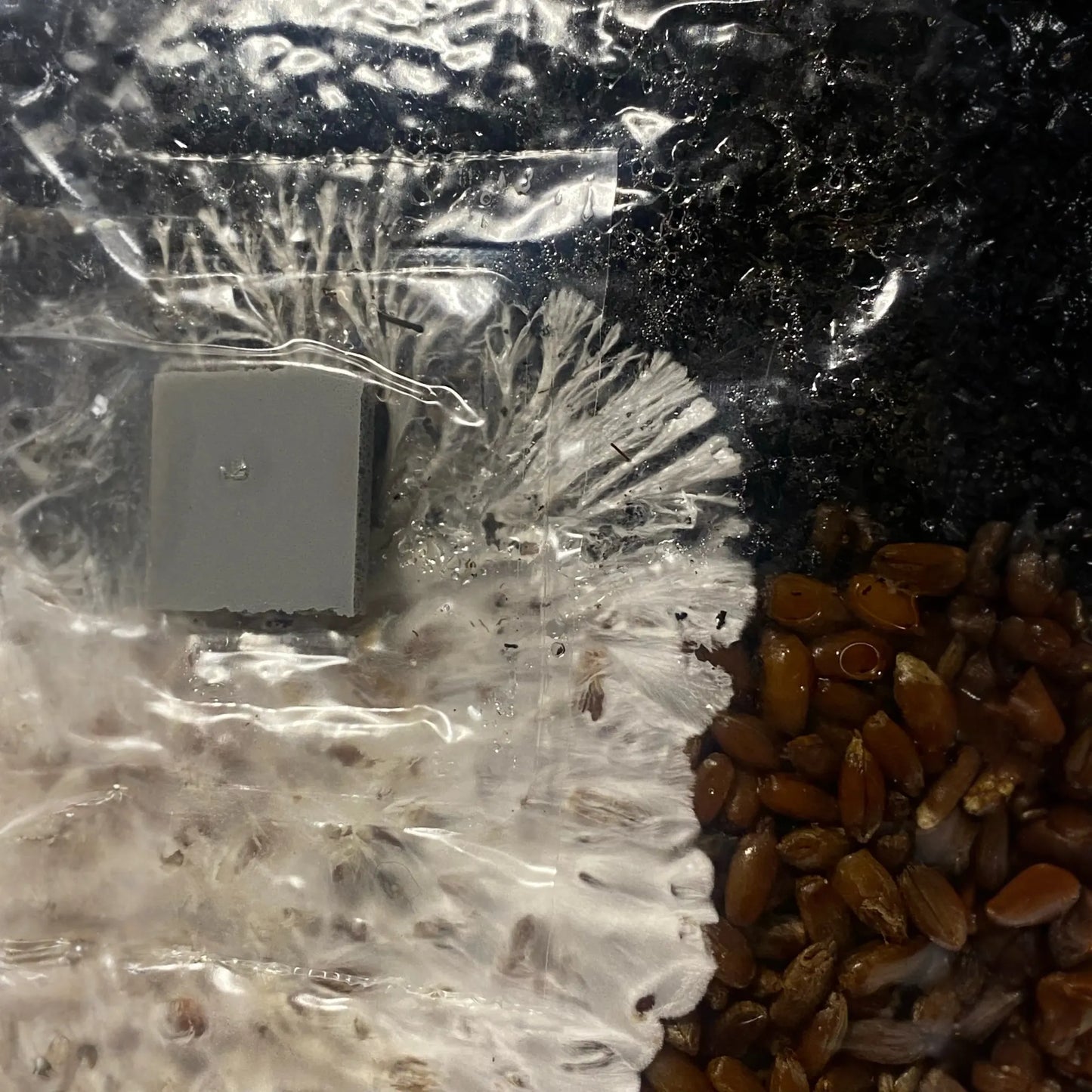 Mini All In One Mushroom Grow Bag