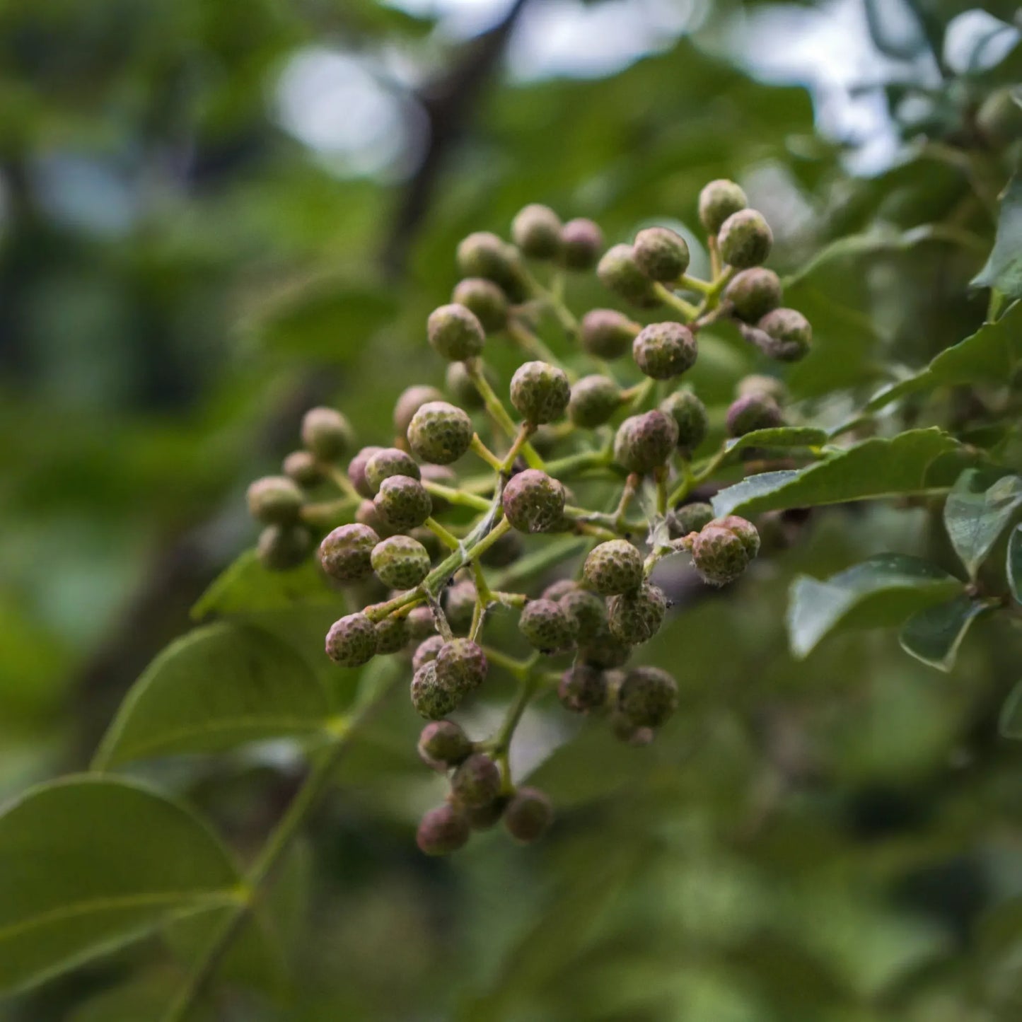 Allspice (Pimenta dioica)