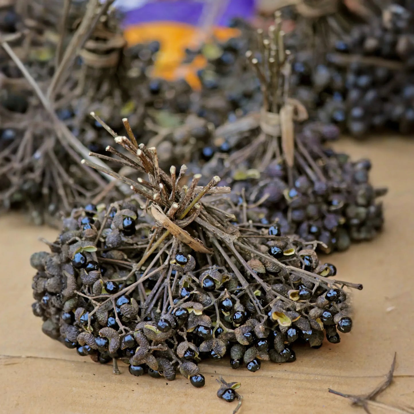 Allspice (Pimenta dioica)