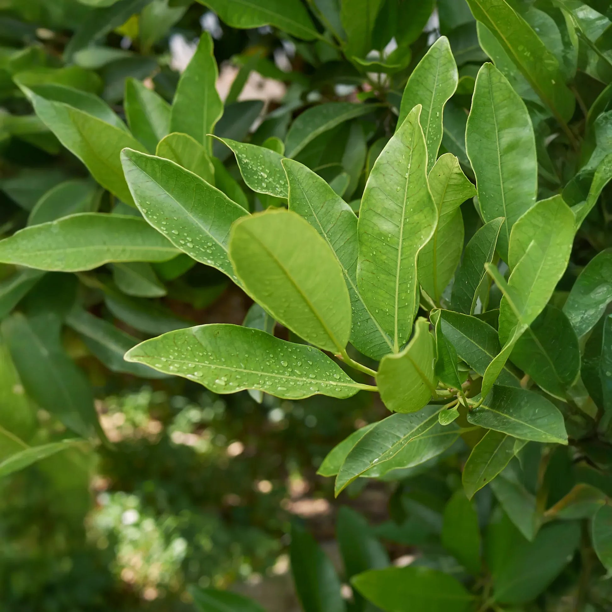 Allspice (Pimenta dioica)