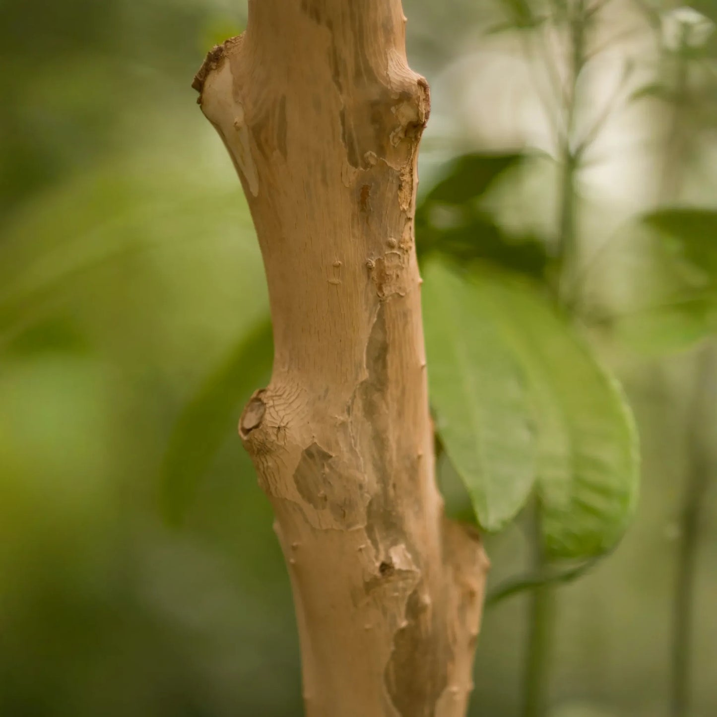 Allspice (Pimenta dioica)