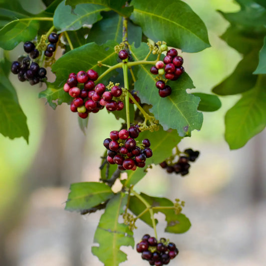 Allspice (Pimenta dioica)