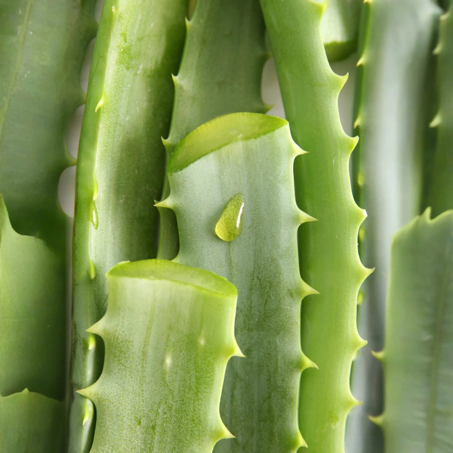 Aloe (Aloe vera)