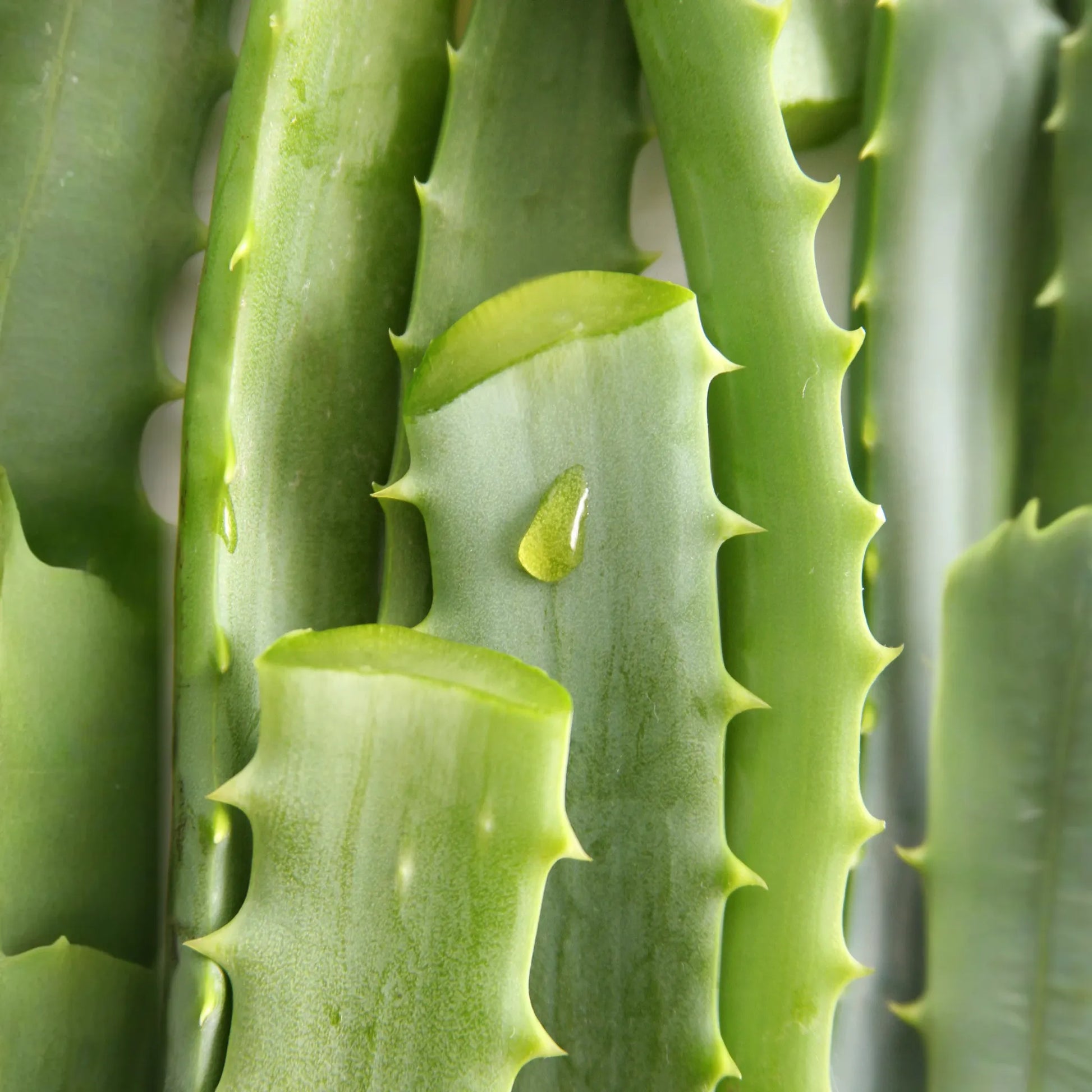 Aloe (Aloe vera)