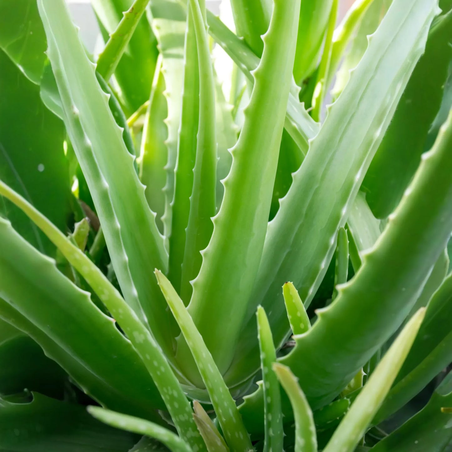 Aloe (Aloe vera)