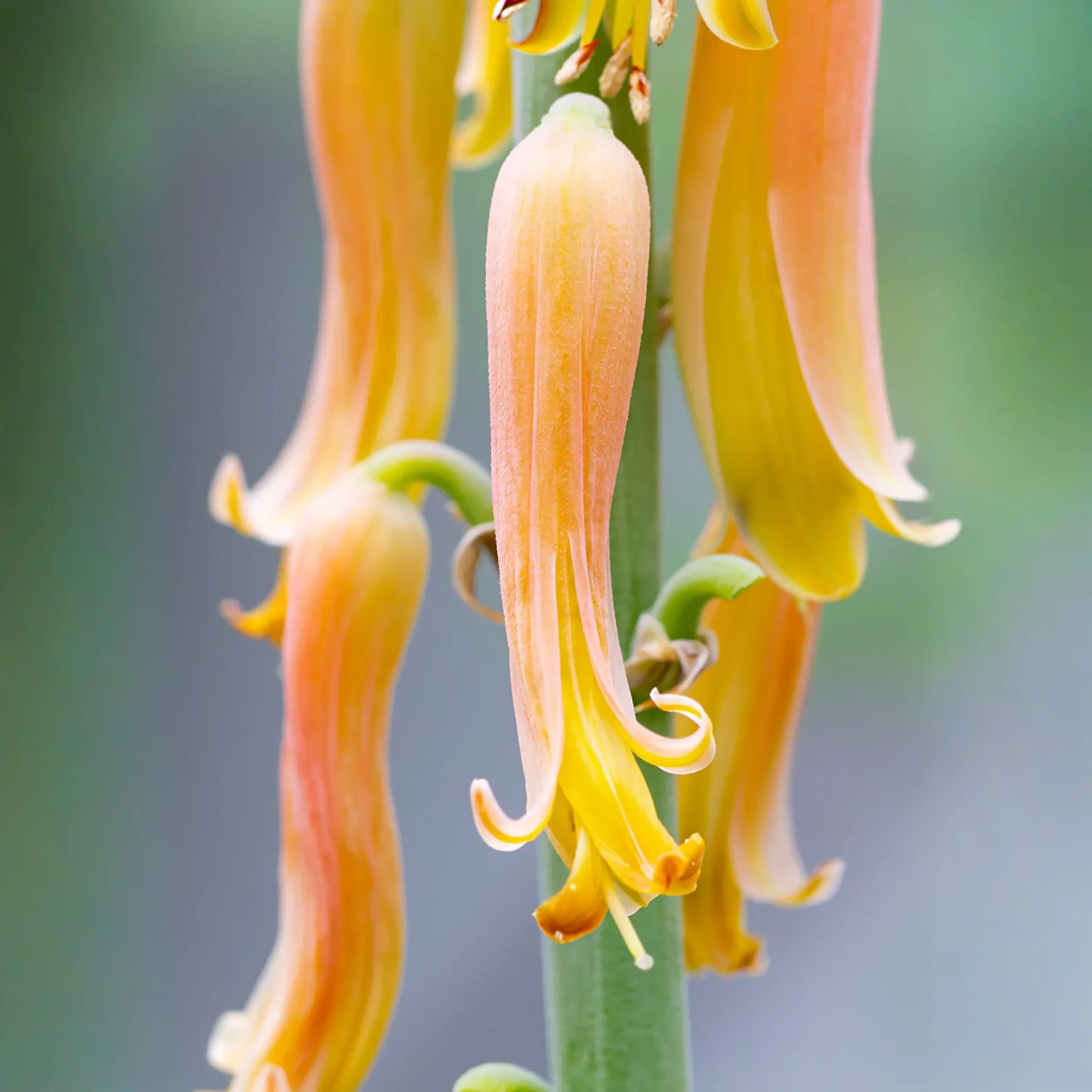 Aloe (Aloe vera)