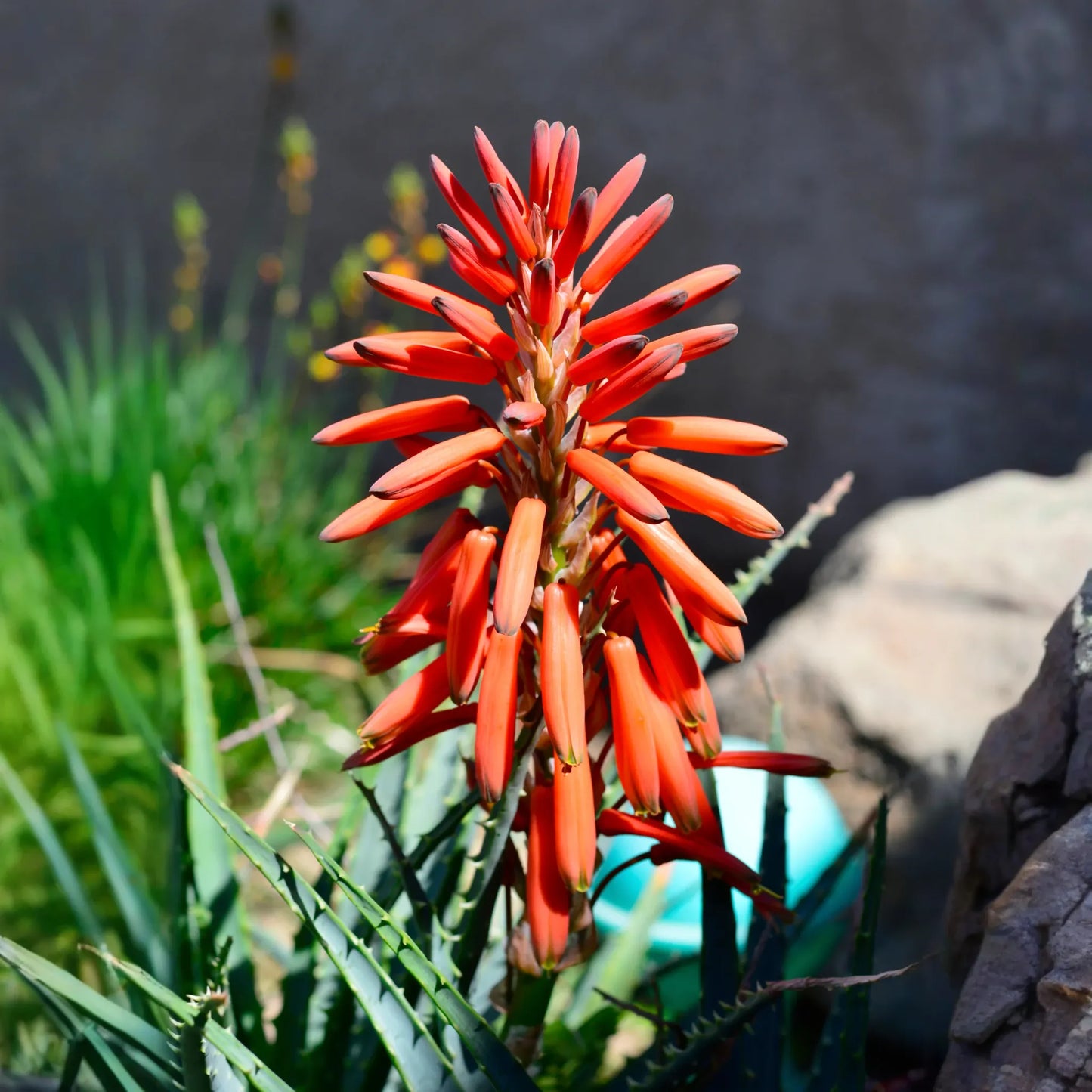 Aloe (Aloe vera)