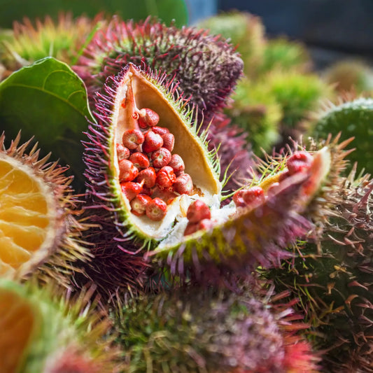 Annatto Achiote (Bixa orellana)