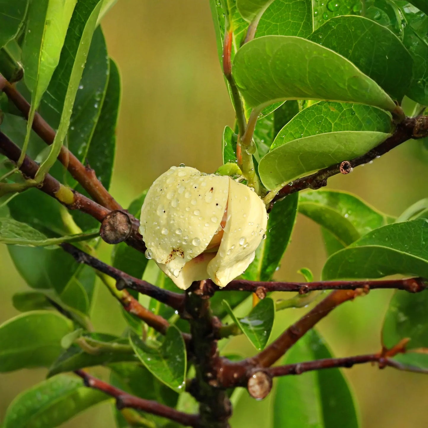Pond Apple (Annona glabra)