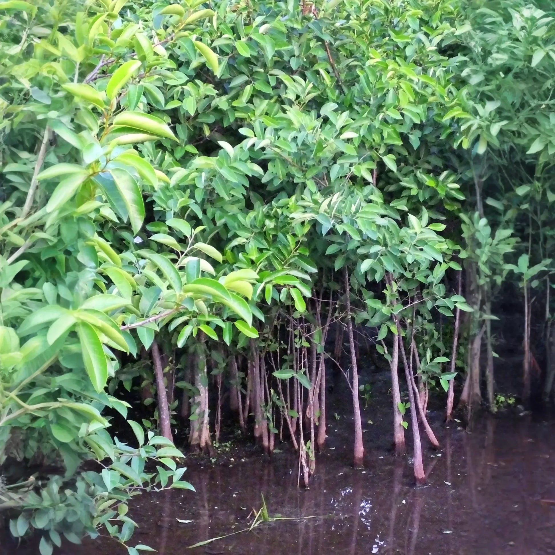 Pond Apple (Annona glabra)