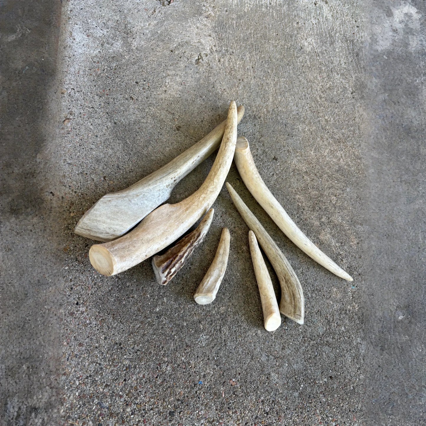 Antler- Medium