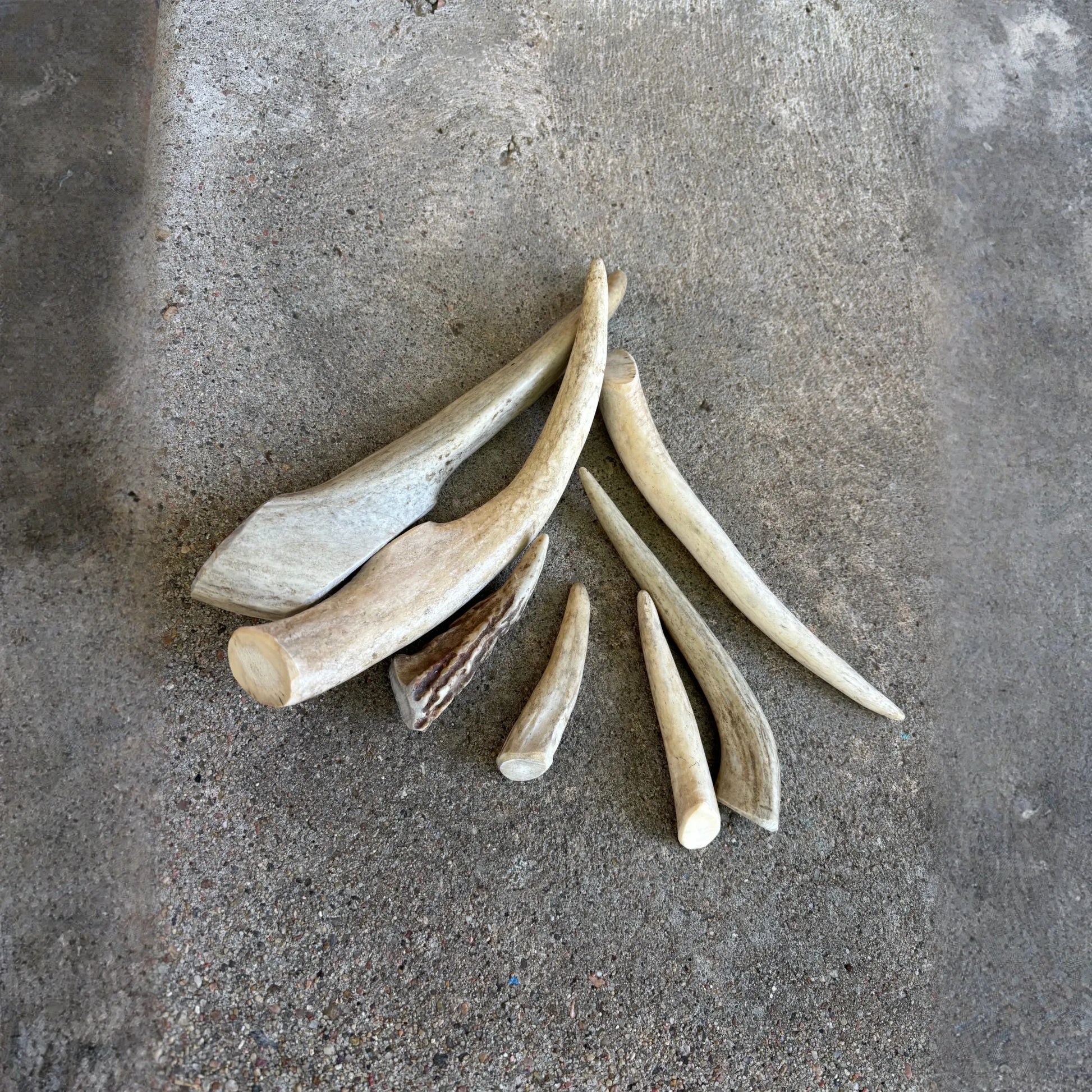 Antler- Medium