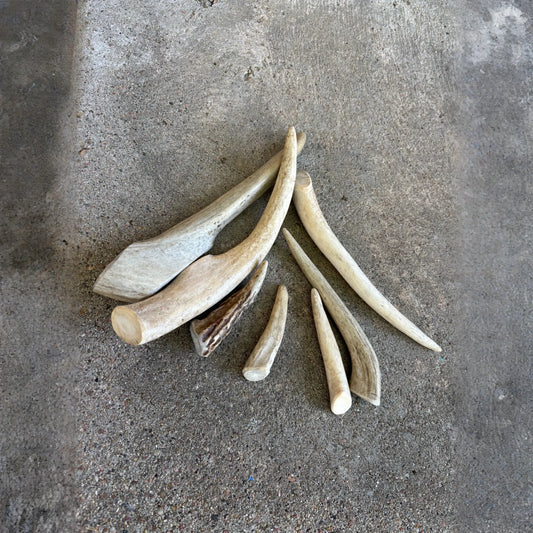 Antler- Medium