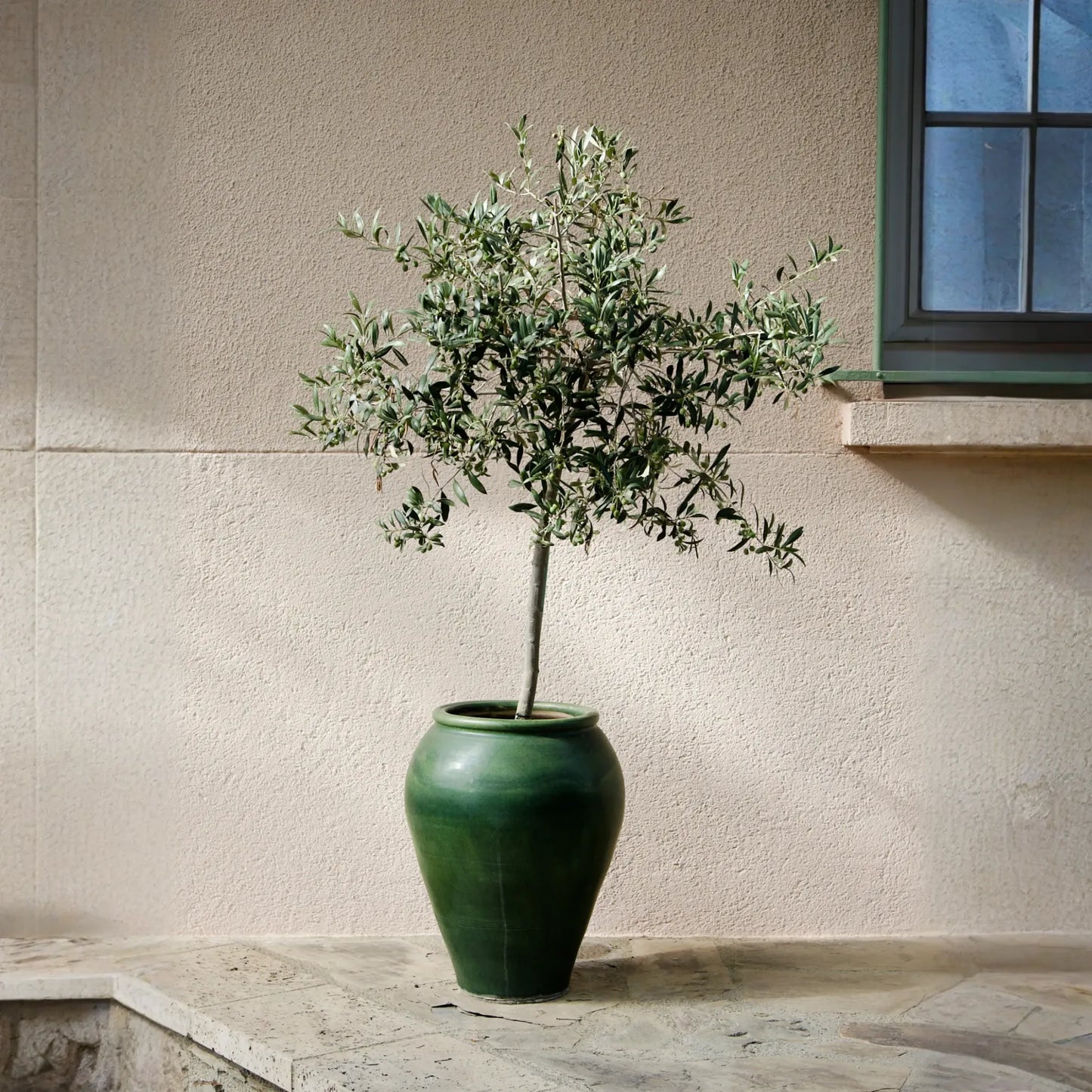 Olive 'Arbequina' (Olea europea)