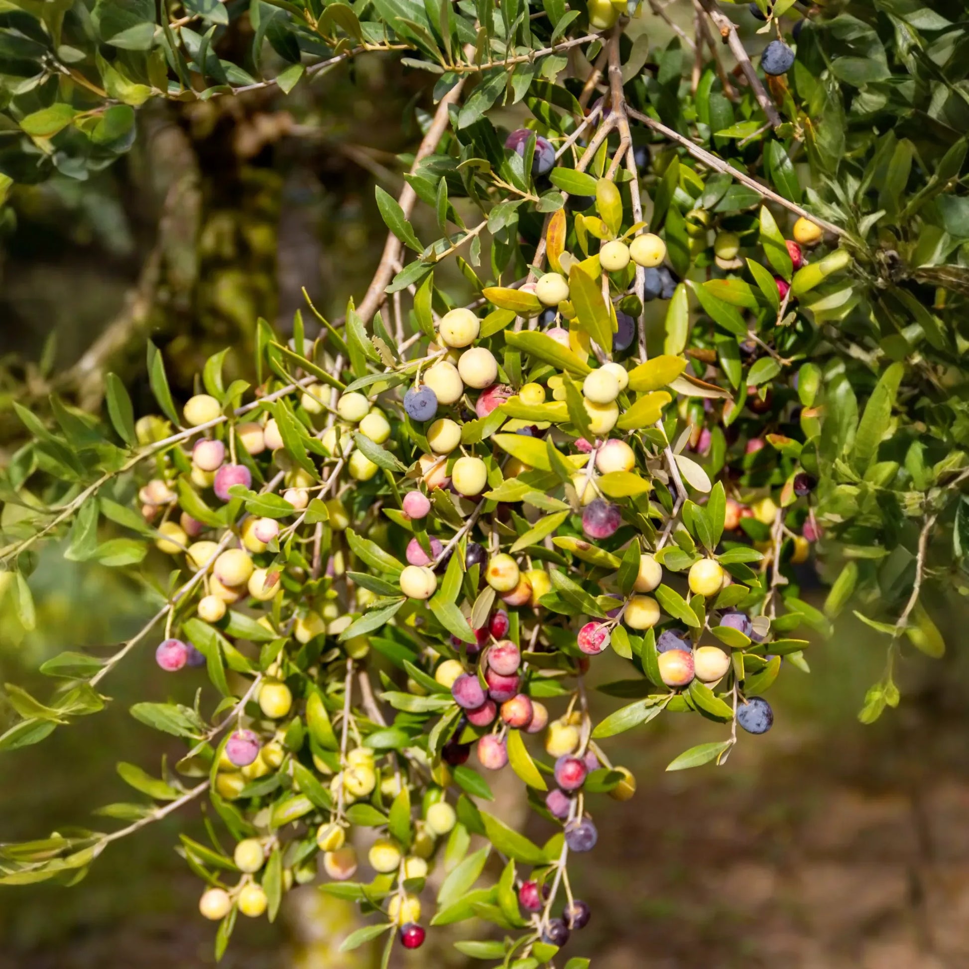 Olive 'Arbequina' (Olea europea)