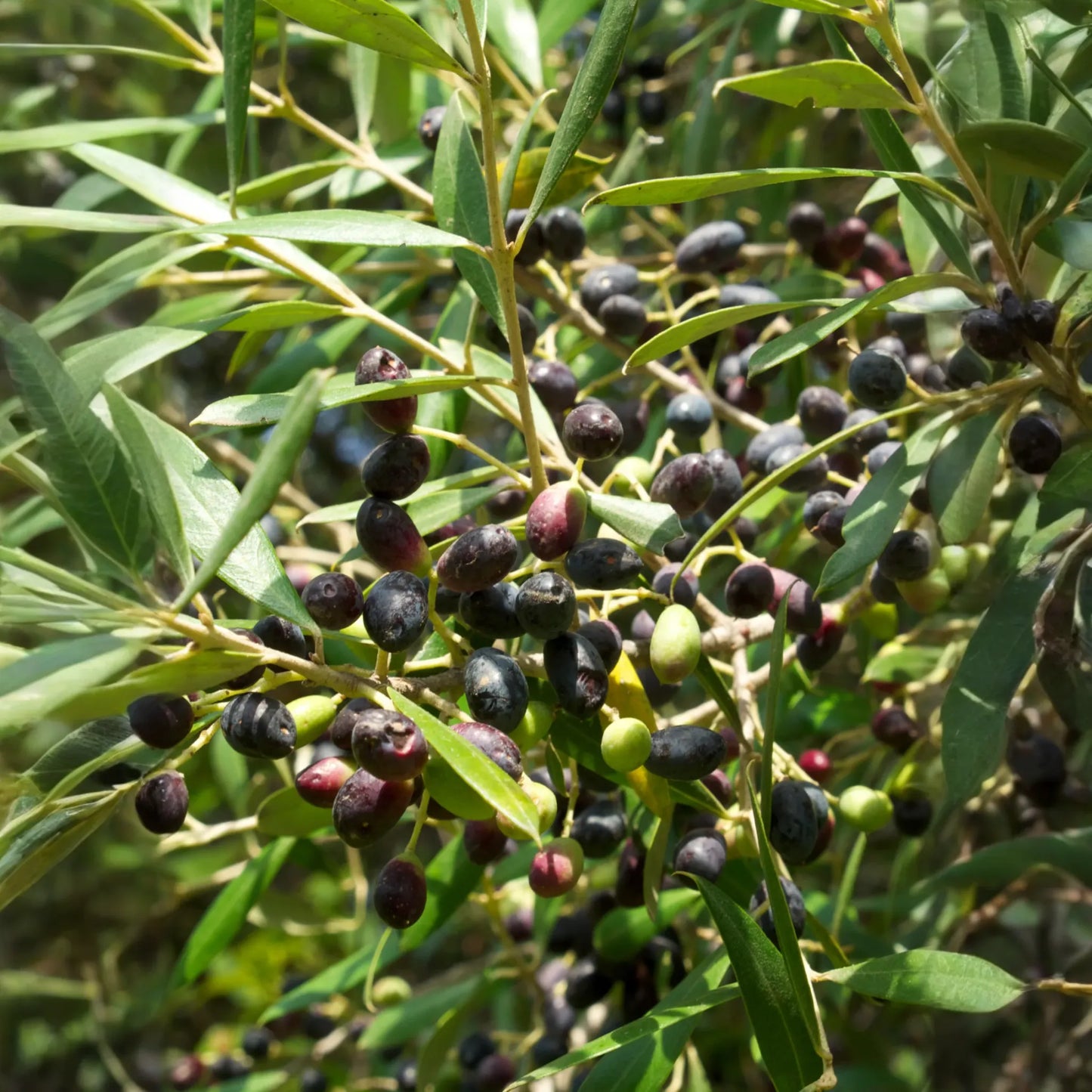 Olive 'Arbequina' (Olea europea)